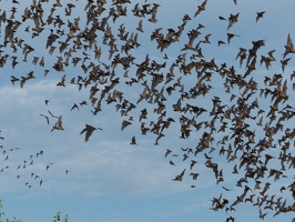 Bats